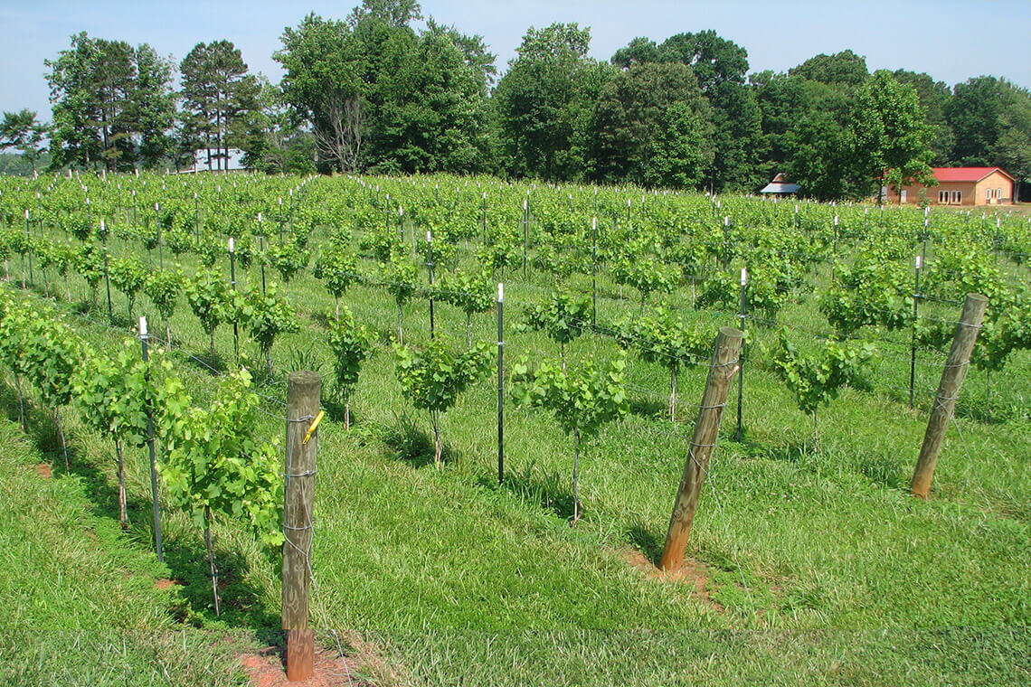Vineyard at MenaRick Vineyard & Winery