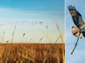 Birds flying over the Pine Island Audubon Center.