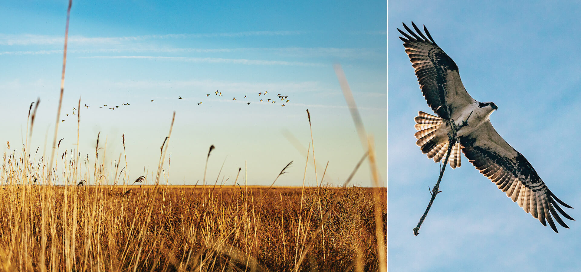 Birds flying over the Pine Island Audubon Center.