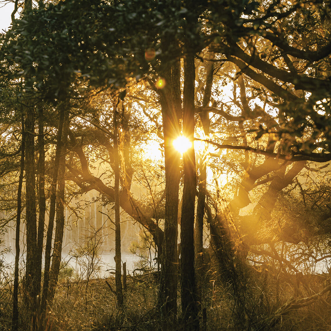 Sunrise at the Audubon Center in Corolla