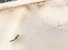 Horses on the sand at Shackleford Banks