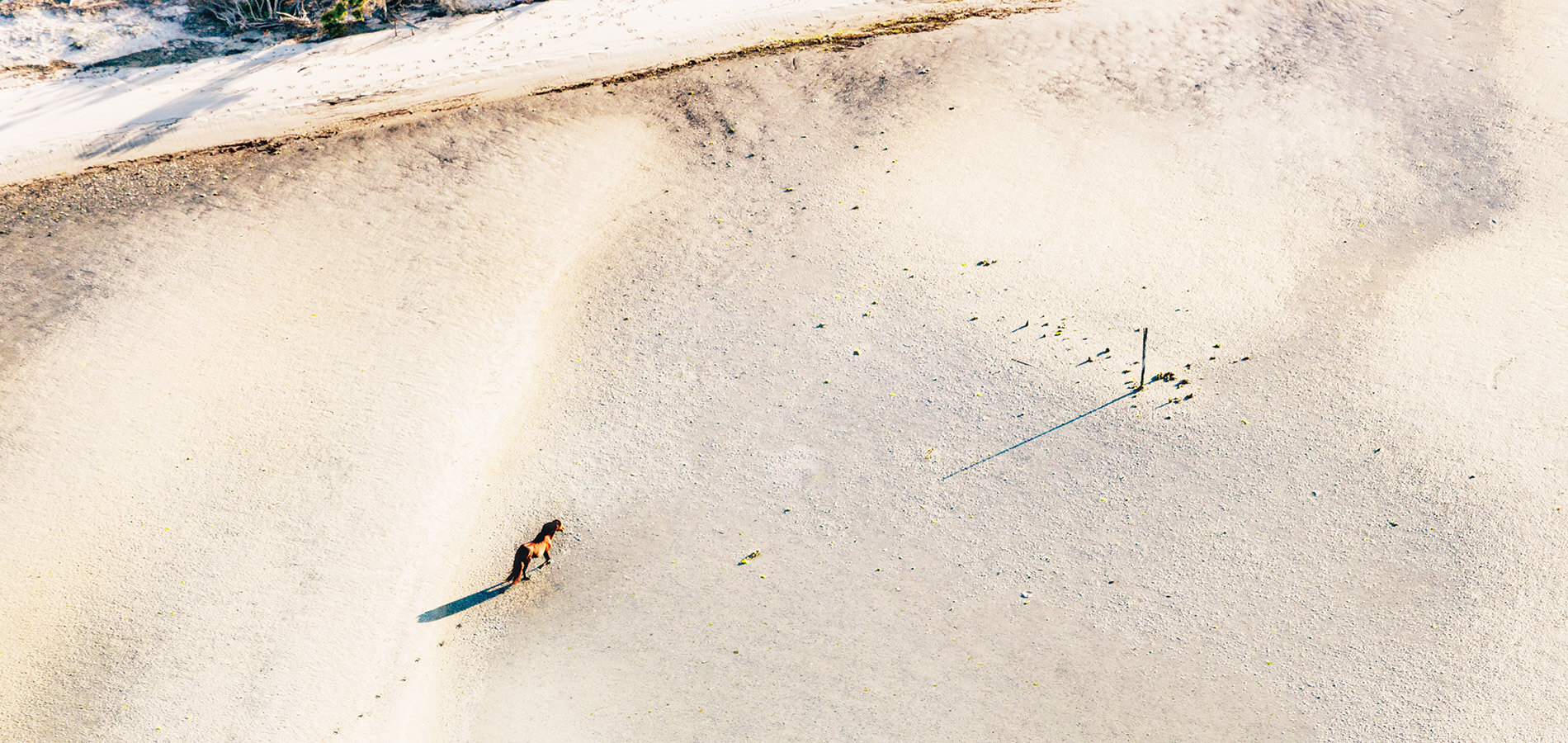 Horses on the sand at Shackleford Banks