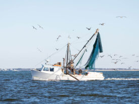 Commercial fishing boat returning to Wanchese