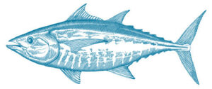 Illustration of a tuna