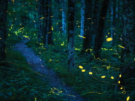 Synchronous fireflies on Grandfather Mountain