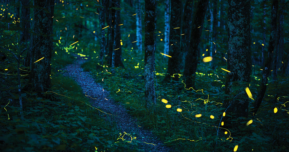 Synchronous fireflies on Grandfather Mountain