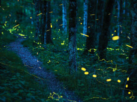 Fireflies on Grandfather Mountain
