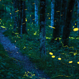 Fireflies on Grandfather Mountain