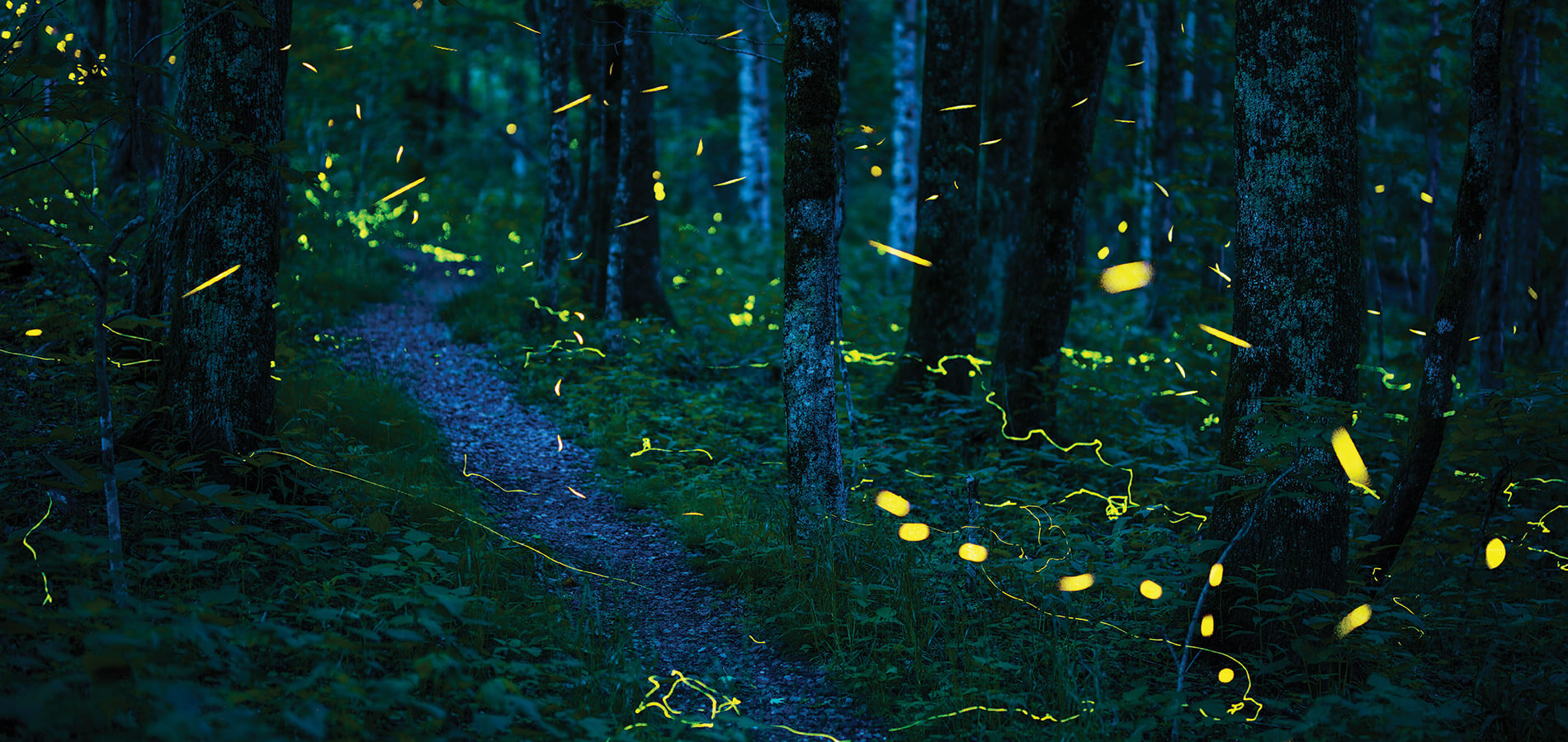 Fireflies on Grandfather Mountain