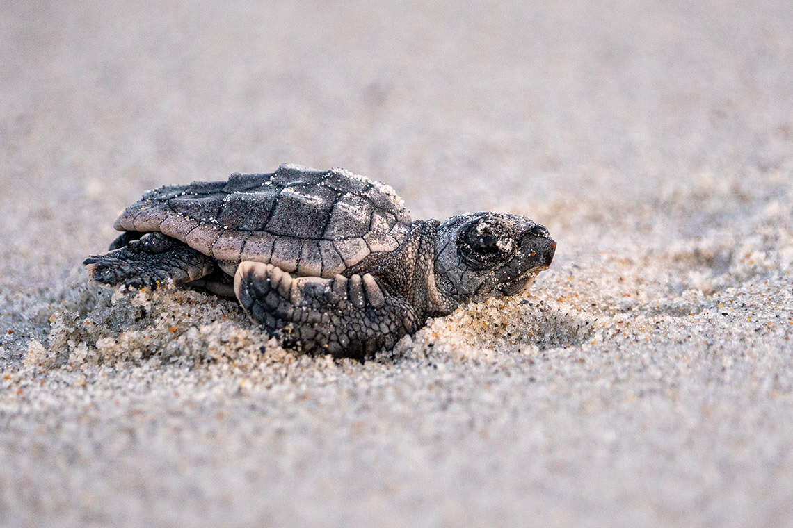 Baby sea turtle crawls across the sand