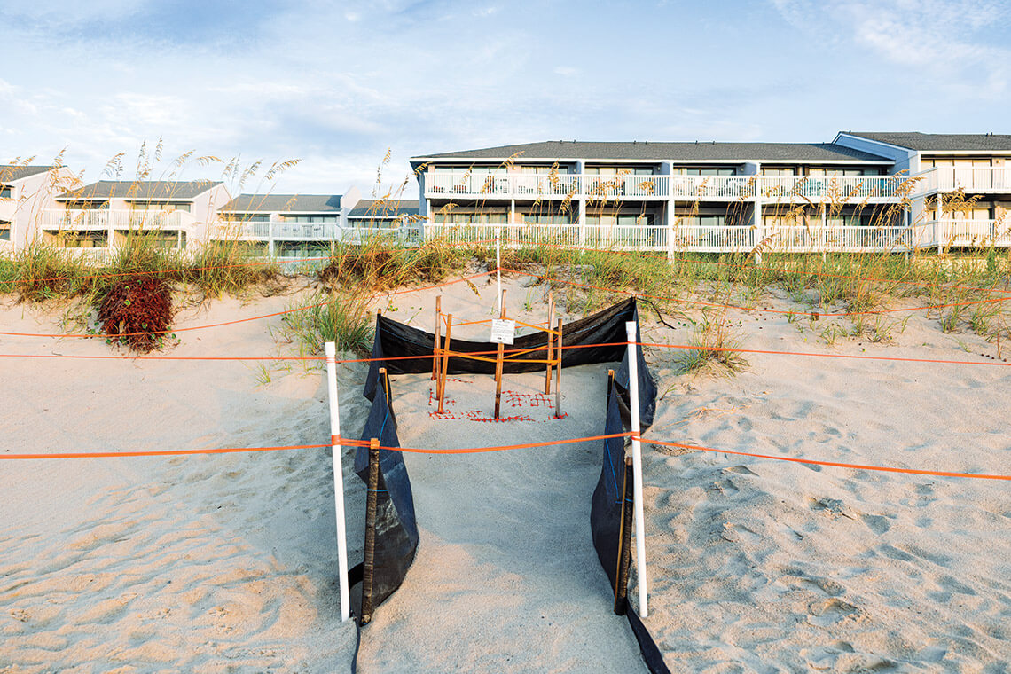 Sea turtle nest with protective stakes around it