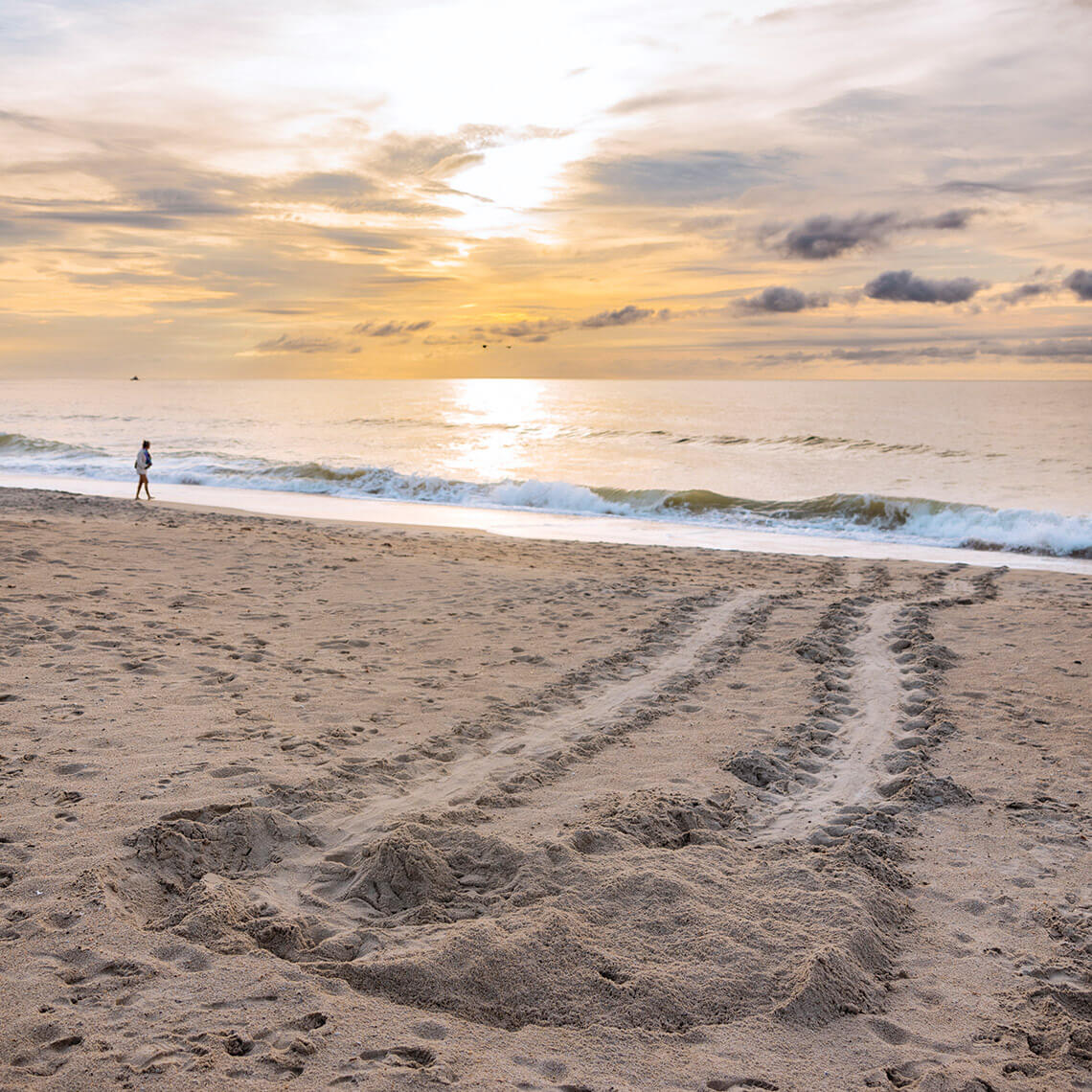 Sea turtle tracks in the sand