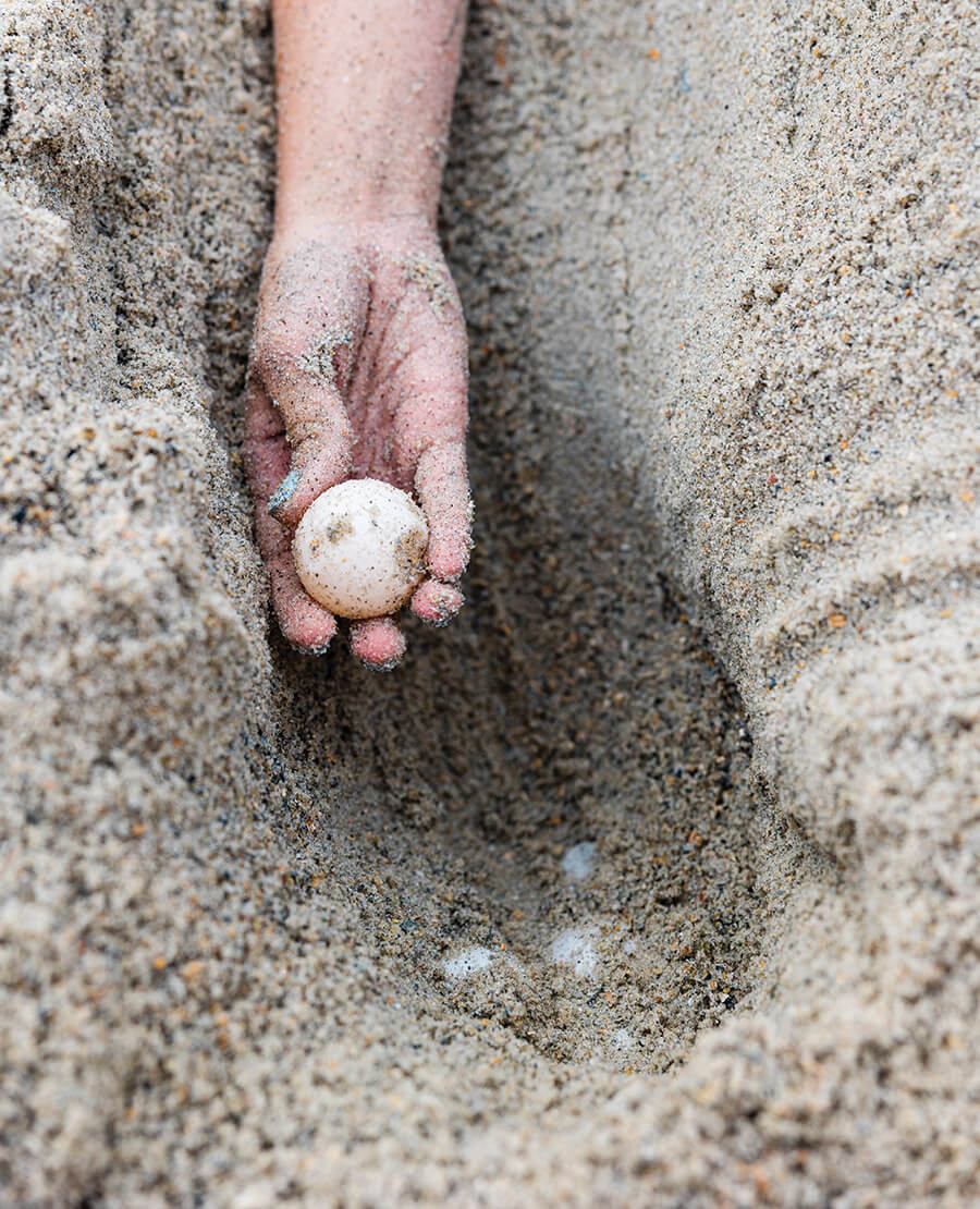 Volunteer holds a sea turtle egg from a nest