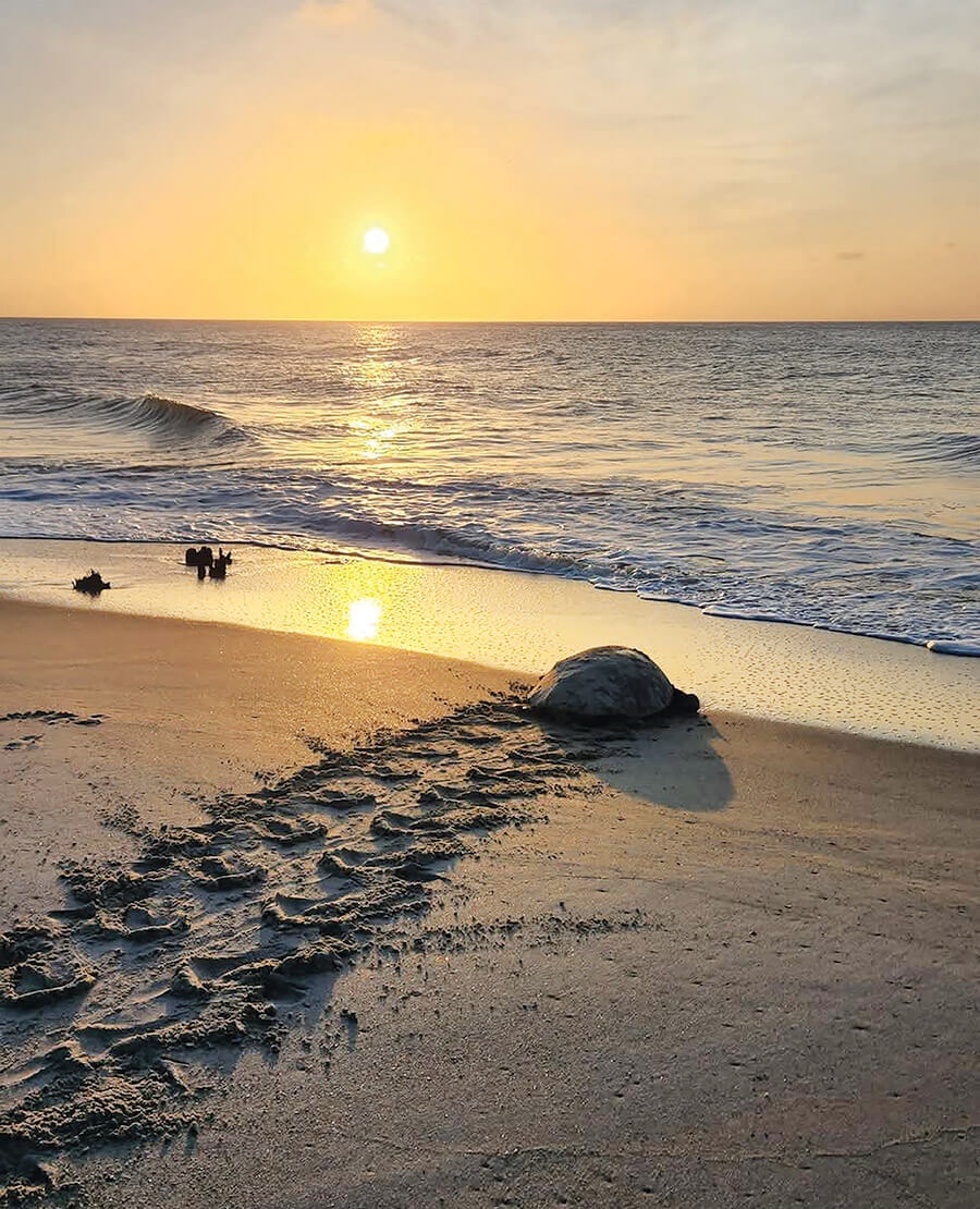 Sea turtle crawls home to sea. 
