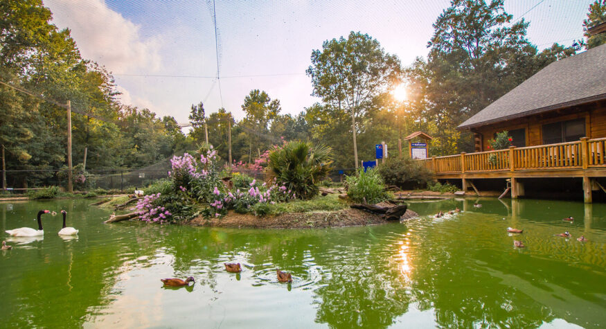 Sylvan Heights Bird Park