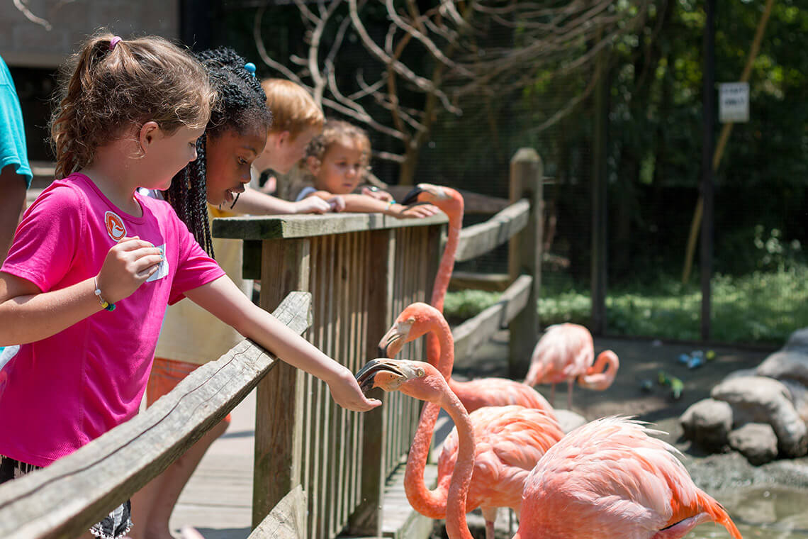 Children feed flamingos at Sylvan Heights Bird Park