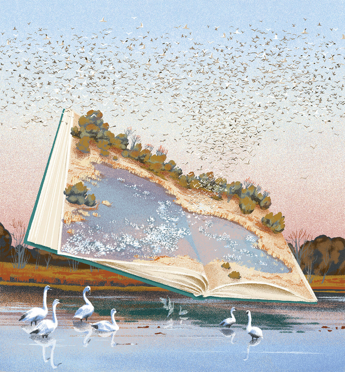 Illustration of tundra swans flying off a page