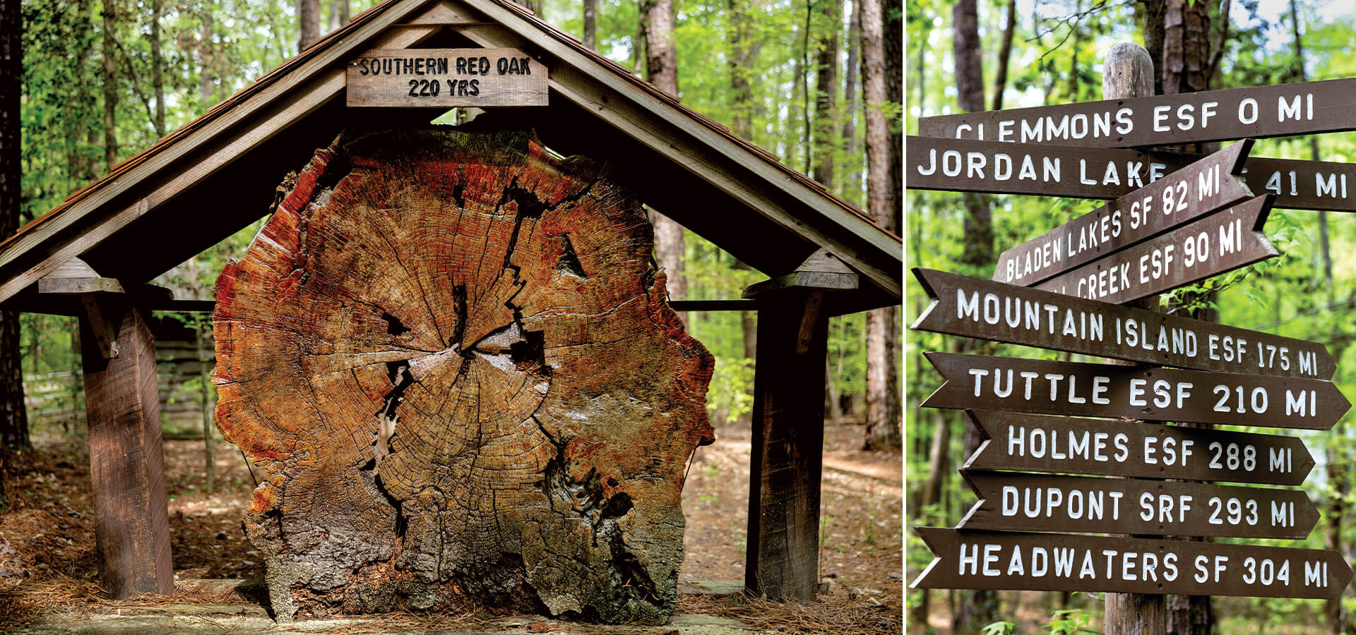 220 year old tree and distance sign at Clemmons State Educational Forest