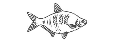 fish illustration