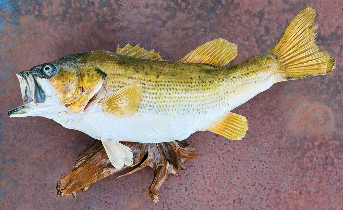 Trout mounted on the wall