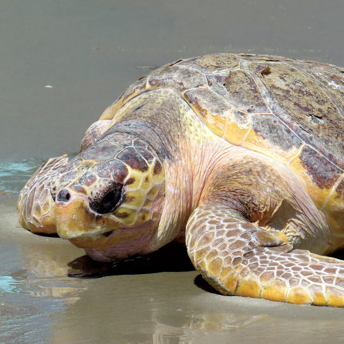 Loggerhead turtle on Ocracoke Island