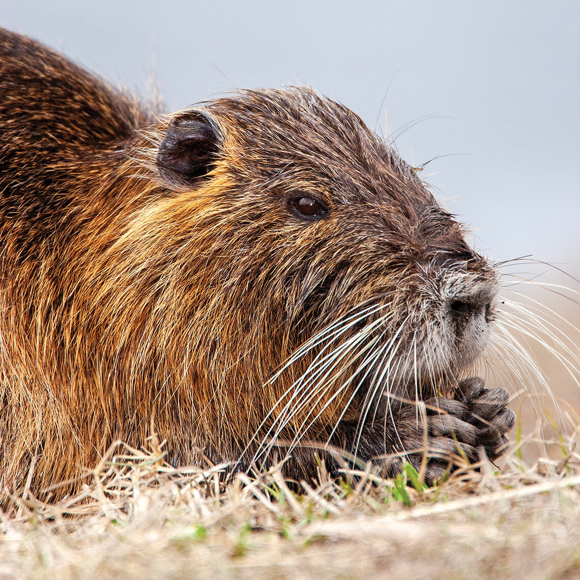 Nutria on Ocracoke Island