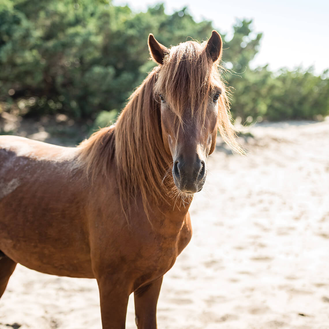 Banker pony on Ocracoke Island