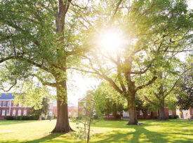 Young willow oak growing at Bennett College