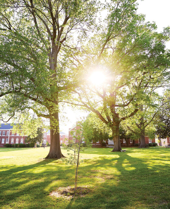Young willow oak growing at Bennett College