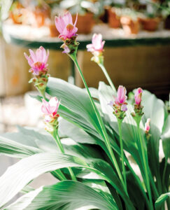 Flowers within the conservatory