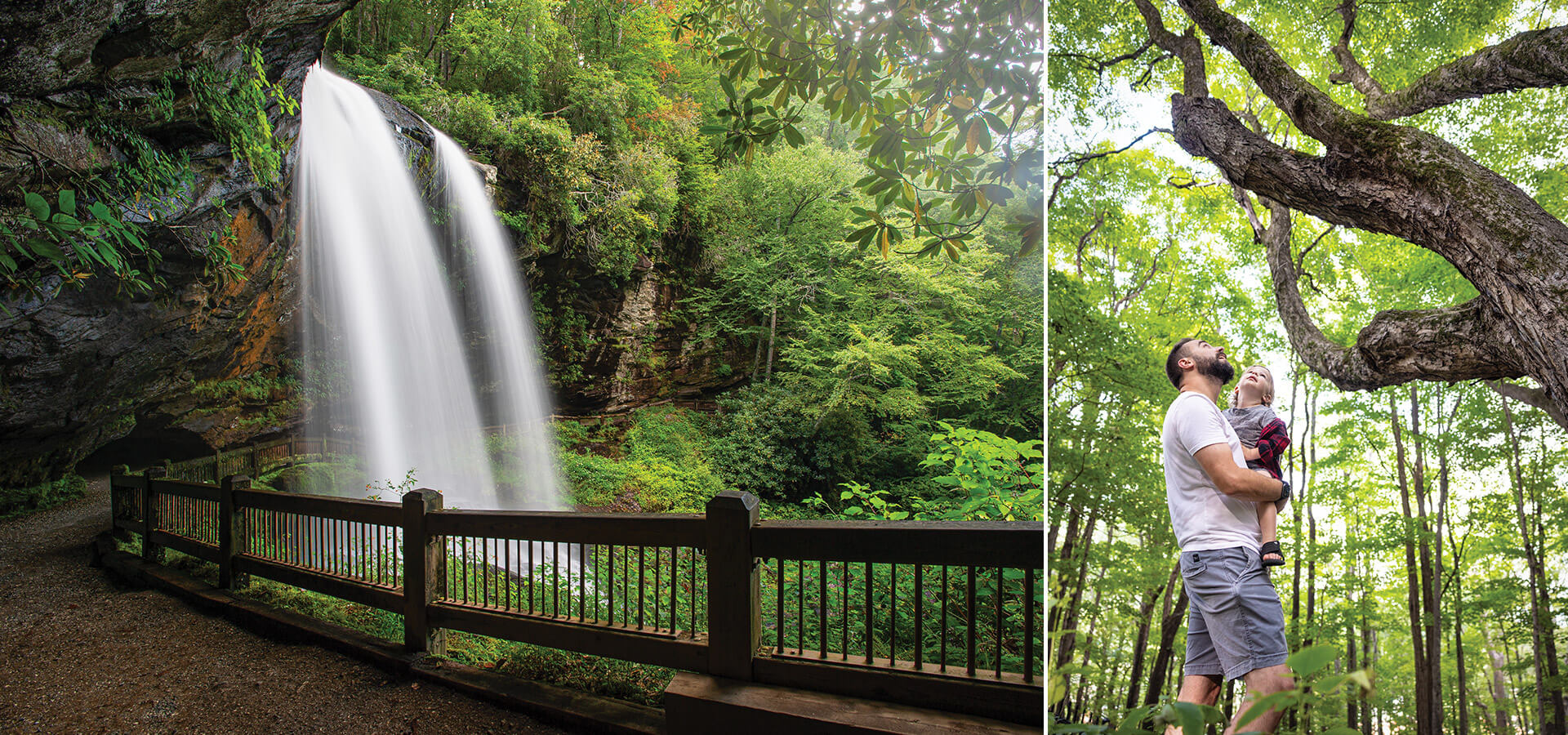 Dry Falls in Highlands, NC, and the champion sugar maple, "Baby," at Airlie Gardens in Wilmington, NC.