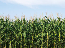 Ears of corn in the field
