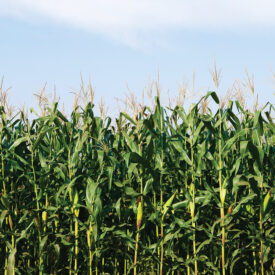 Ears of corn in the field