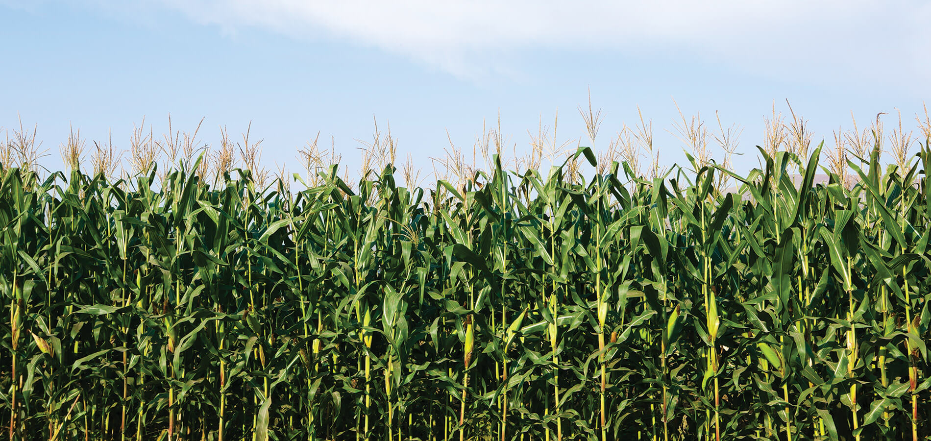 Ears of corn in the field