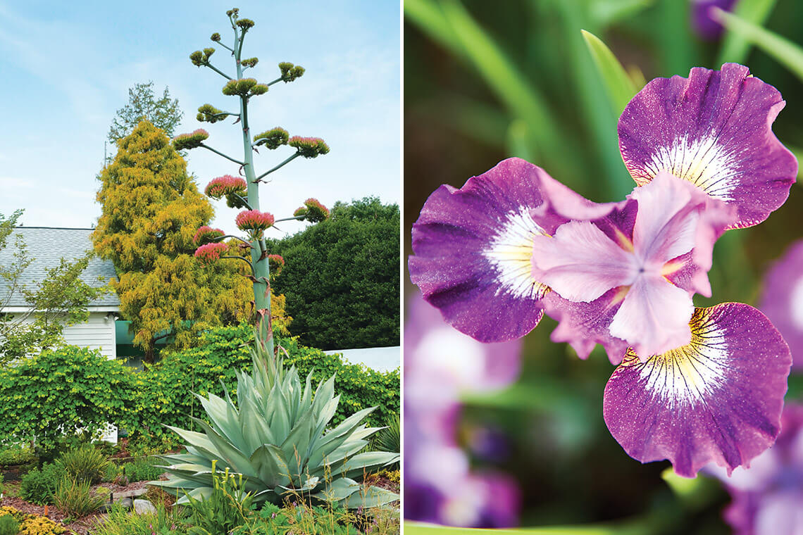 Agave and irises growing in Juniper Level Botanic Garden