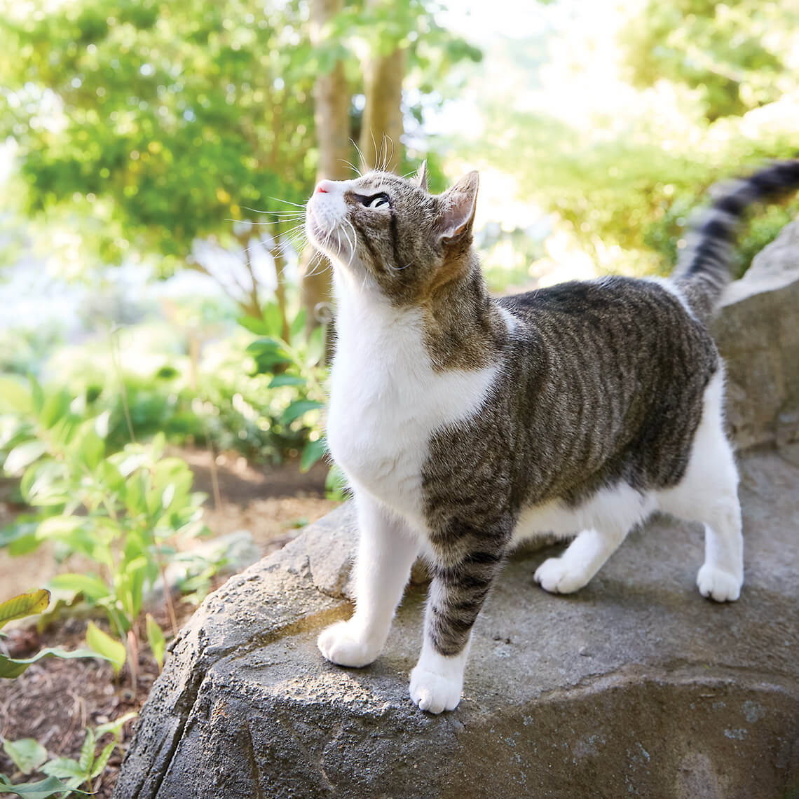 Cat Jasper at Juniper Level Botanic Garden
