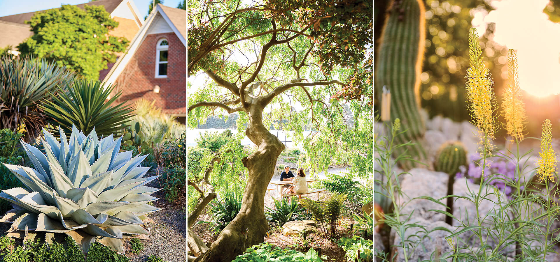 Agave and Stanleya pinnata growing; couple in the Juniper Level Botanic Garden