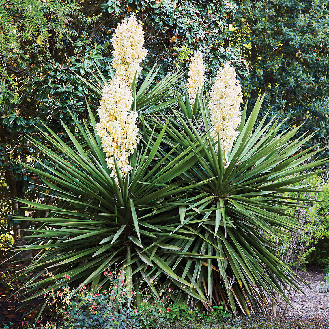 Yucca growing at Juniper Level Botanic Garden