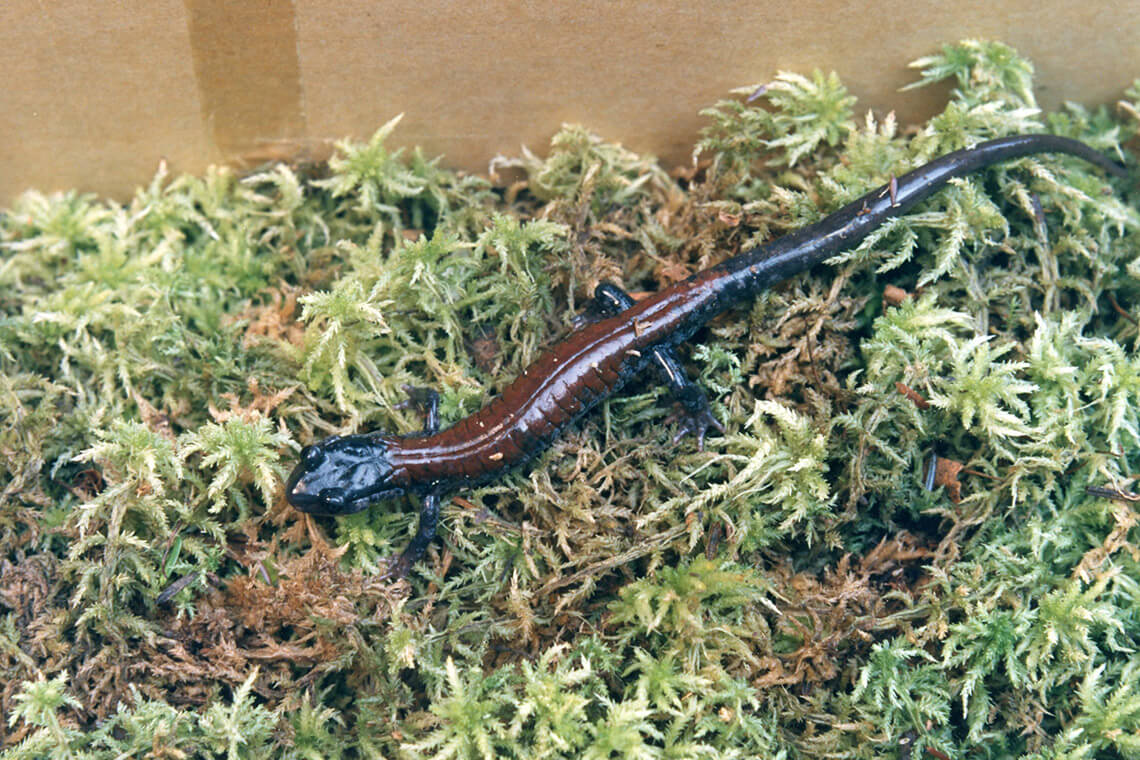 Yonahlossee Salamander