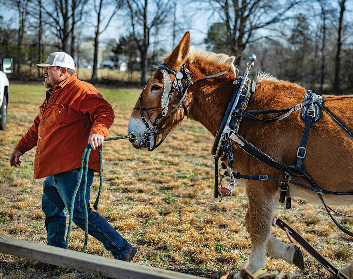 Billy Brown leads a mule