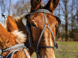 Two mules harnessed to a plow