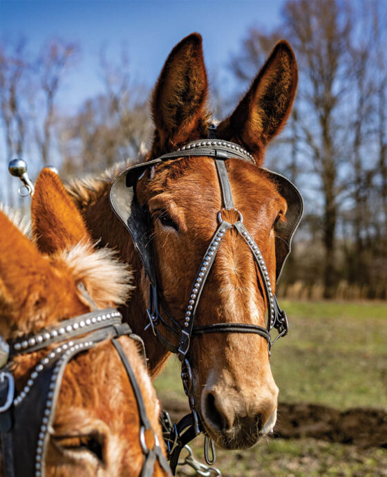 Two mules harnessed to a plow