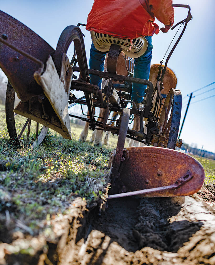 Mules pull a plow through the field