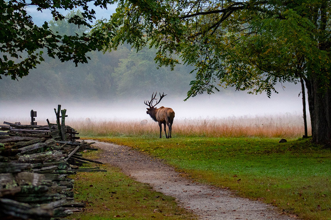 Elk at Oconaluftee