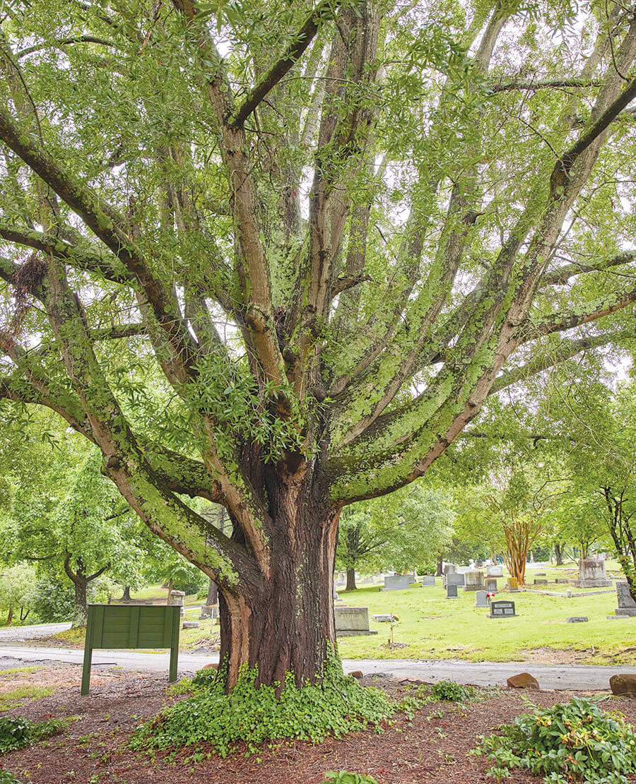 Tree growing in Green Hill at the cemetery