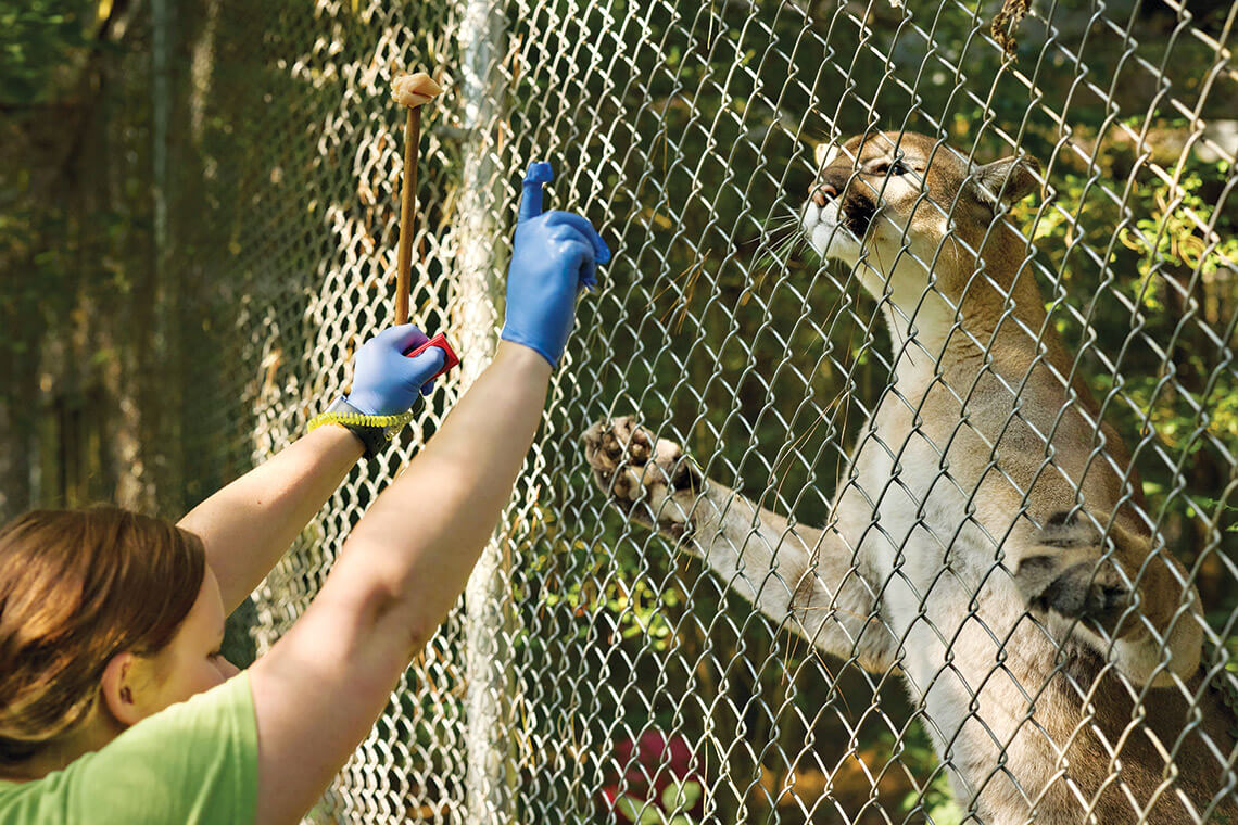 Madison Fales feeding Beau the cougar