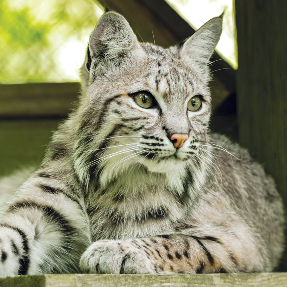 Molly, a bobcat