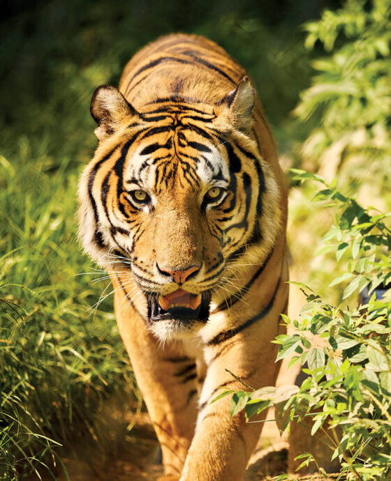 Samar the tiger at Carolina Tiger Rescue