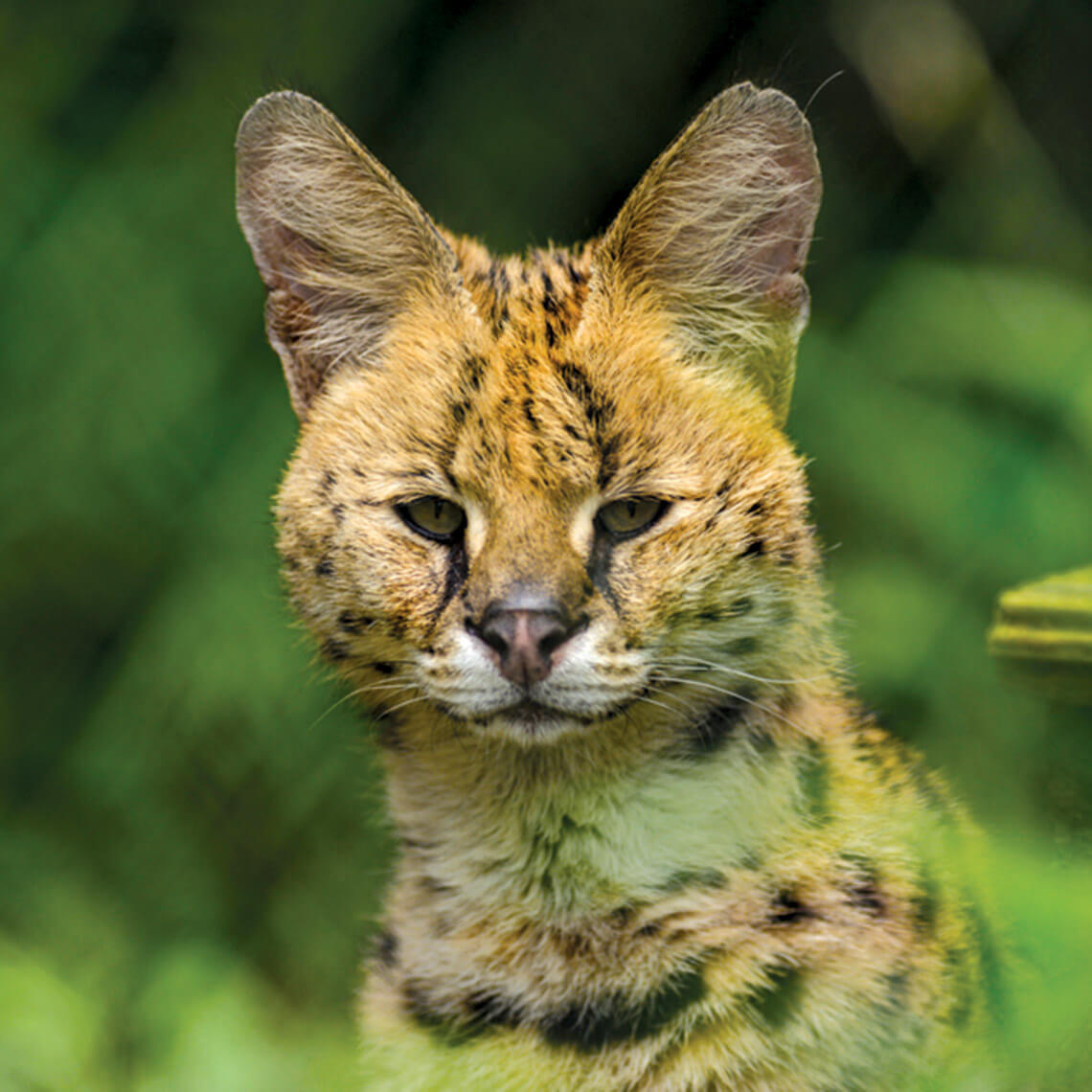 Zoey, a serval at Carolina Tiger Rescue