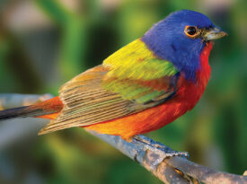 Painted bunting perched on a branch